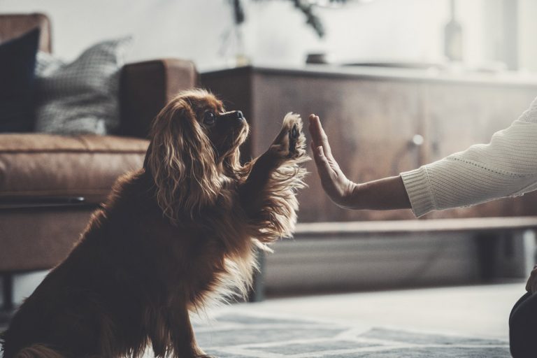 Ny designhandel på nätet sätter hunden i centrum