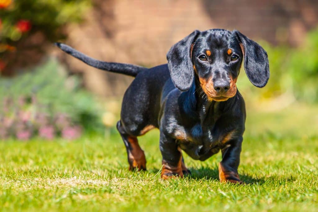 Skulle leverera e-handlat paket - stal mottagarens hund