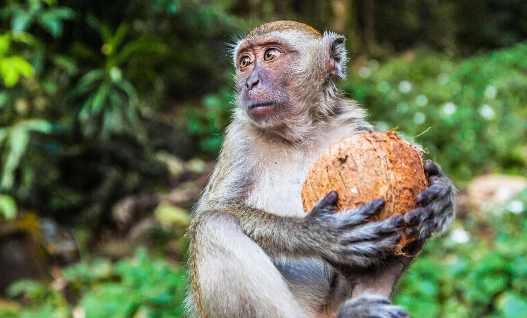 Baboon Eats Baby Gazelle Alive